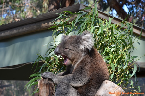 o6lyh2gmoqo3wf4z68n-o