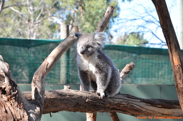 o6lyhrd8snpdpgiteh6-o