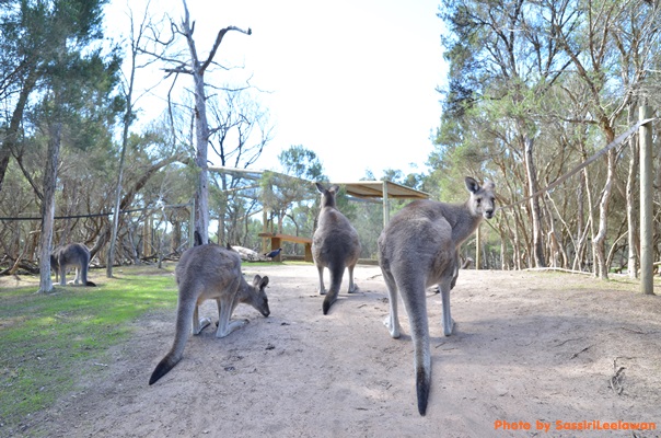 o6lyj7gkillvaa4ak0m-o